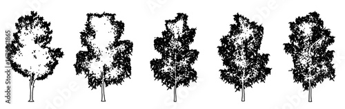 Set or collection of Grey Birch trees as black line drawing silhouette on white background. Concept or conceptual vector for nature, planet, ecology conservation, strength, endurance and  beauty