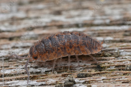 Fotografie Closeup on an unusual orange colored rough woodlouse, Porcellio scaber on wood