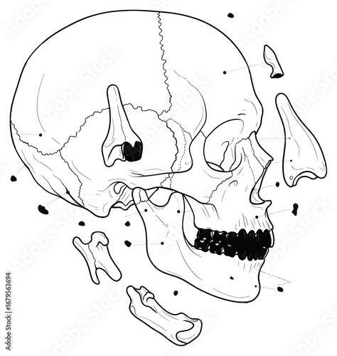 Discover the intricate details of human anatomy with this striking line art illustration showcasing a disarticulated skull and its components for educational or medical projects.
