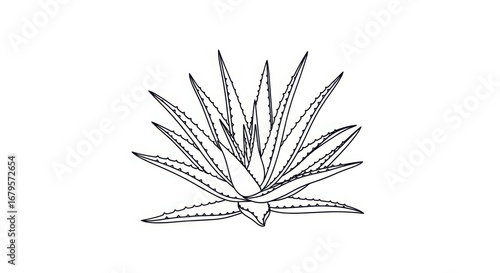 Sketch of a succulent plant with pointed leaves detailed outline drawing of a spiky agave or aloe vera for botanical art and design inspiration