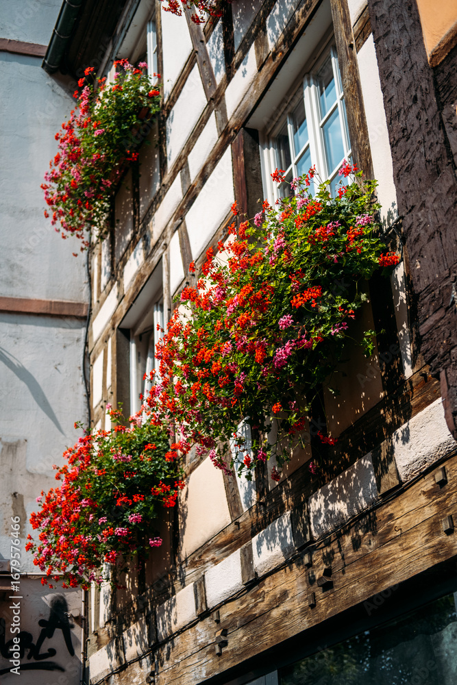 Obraz premium Traditional timber-framed building with overflowing flower boxes of red and pink geraniums in bright sunlight. Romantic facades, European heritage, ornamental architecture, seasonal living