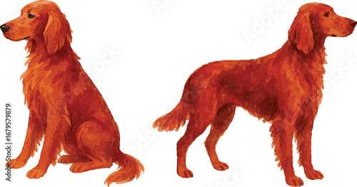 Vector realistic watercolor illustration of a red setter dog sitting and standing