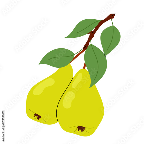 Fruit. Ripe pear. Vector illustration of two pears on tree branch with green leaves.