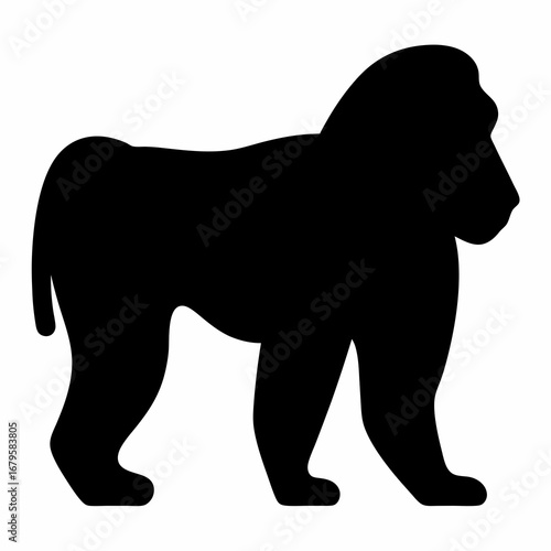 Silhouette of a Mandrill Walking, a Colorful Old World Monkey