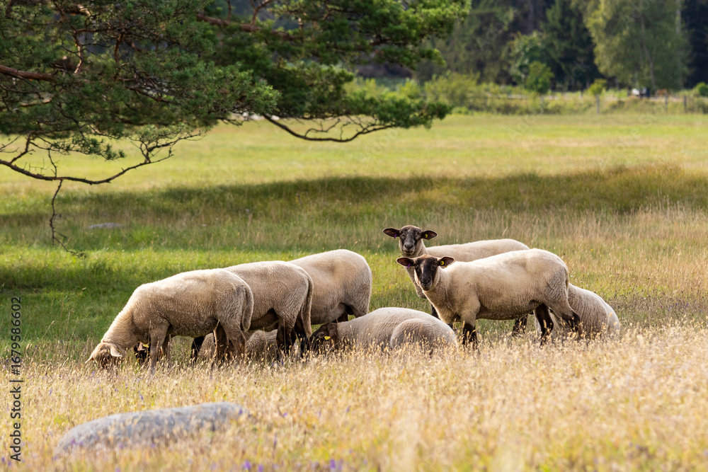 Fototapeta premium sheep grazing in nature Sweden
