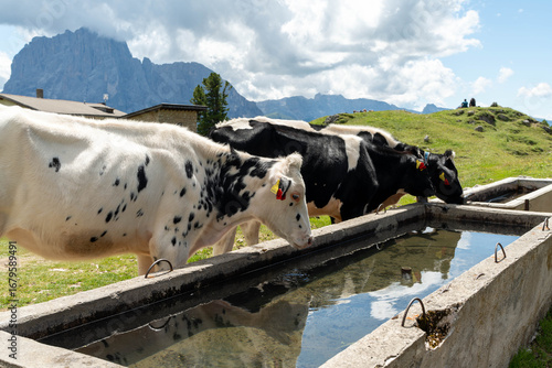 Pair of dairy cows resting and drinking water on a mountain farm.