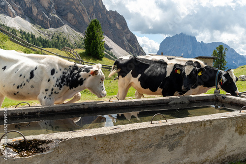 Cows Drinking Water in the Mountain Pasture