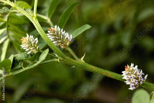 buds,flowers and seeds of GLYCYRRHIZA GLABRA plant-Papilionaceae Family..