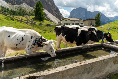 Two black and white cows drinking water on a highland pasture.