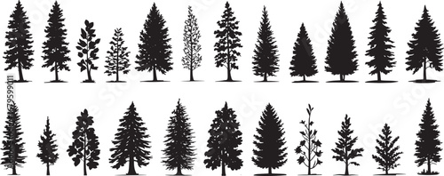 Ears of wheat with branches of pine and fir trees isolated on white