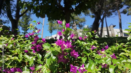 Vibrant bougainvillea blooms in sunny garden setting showcasing nature's colors and beauty with a clear blue sky