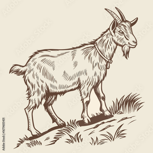 A vector silhouette of a goat on a farm is a common drawing, while a deer with antlers is a wild animal