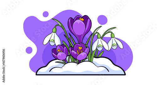 Spring Crocuses and Snowdrops Emerging from Snow.