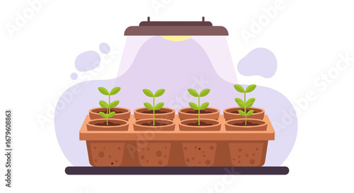 Seedling tray with young plants growing under a grow light.