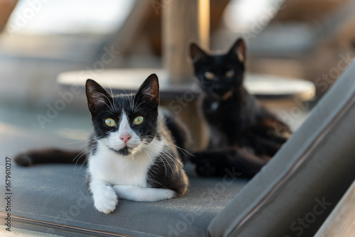 Canvas Print Black and white stray cat lying next to a black cat outdoors, photographed in Limassol, Cyprus