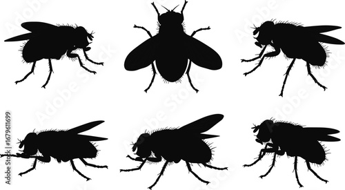 Silhouette vector illustration of house fly in multiple poses, insect clipart collection, black fly icon for pest control, science, and design projects