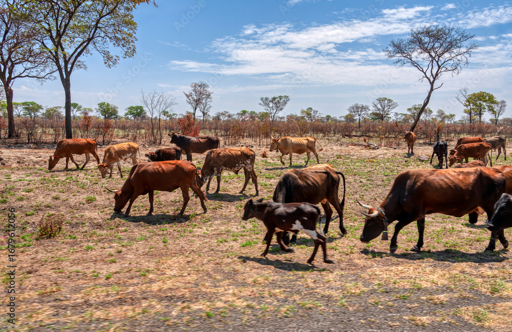 Obraz premium african village cattle on the pasture grazing near the bush acacia trees , sunny day