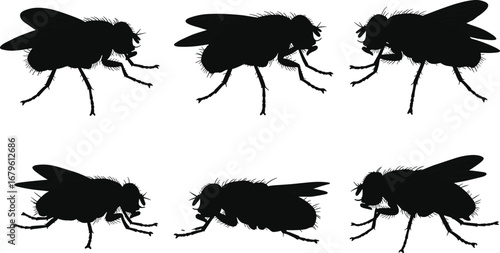 Vector illustration of houseflies in different poses, black silhouette insect design, detailed fly shapes for pest control, entomology, science, and biology concepts.
