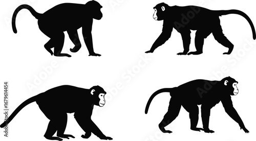 Vector illustration of monkey silhouettes in walking poses, black primate graphics, wild animal icons, cartoon style jungle wildlife, isolated