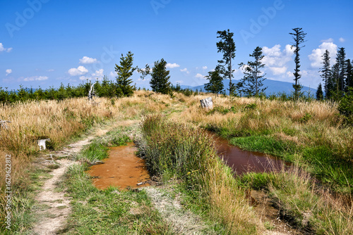 Fototapeta Naklejka Na Ścianę i Meble -  tourist trail on a dirt road in a meadow in the Beskidy mountains