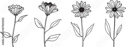 Four flower drawings in black outline on white background botanical illustration floral elements for decoration and design graphic design