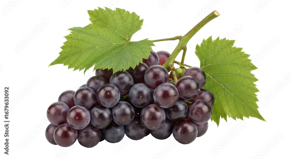 Fototapeta premium Isolated Bunch of Purple Grapes