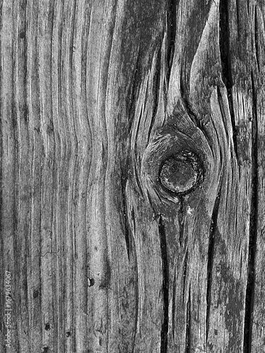 Monochrome gray texture of old wood board.