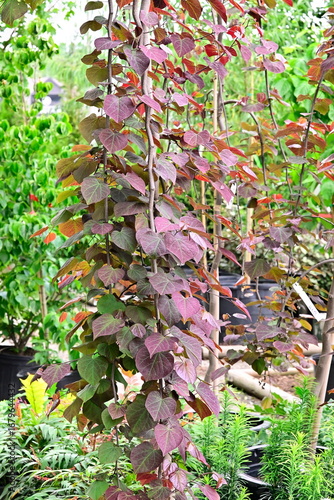 Cercis canadensis, Redbud 'Ruby Falls' 
