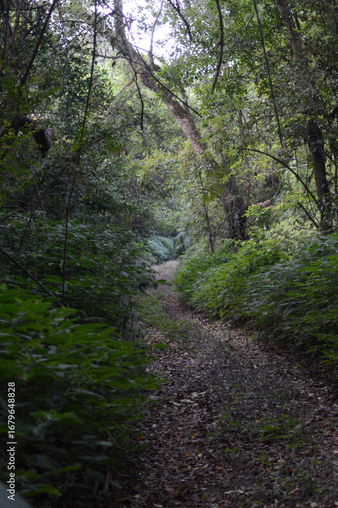 4K View of a Jungle Trail Surrounded by Dense Green Foliage in a Tropical Forest 4K View of a Jungle Trail Surrounded by Dense Green Foliage in a Tropical Forest