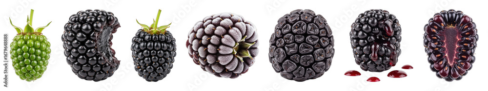 Obraz premium Blackberry set including unripe, ripe, frozen, shriveled, juicy, and halved stages isolated. Healthy food collection.