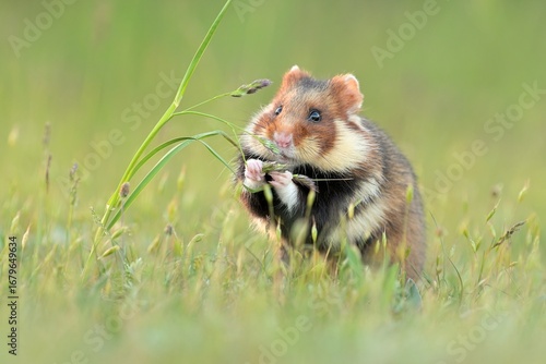 Cricetus cricetus European hamster rodent eurasian black-bellied common grassland in fields of landscape cereal wheat region, beautiful eyes and fur, eats flower grass Europe