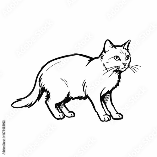Cat Illustration