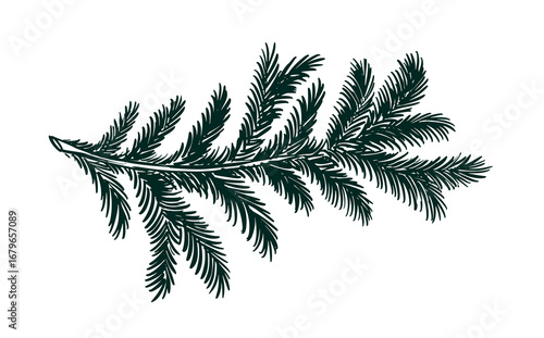 A fir branch on a white background hand drawn