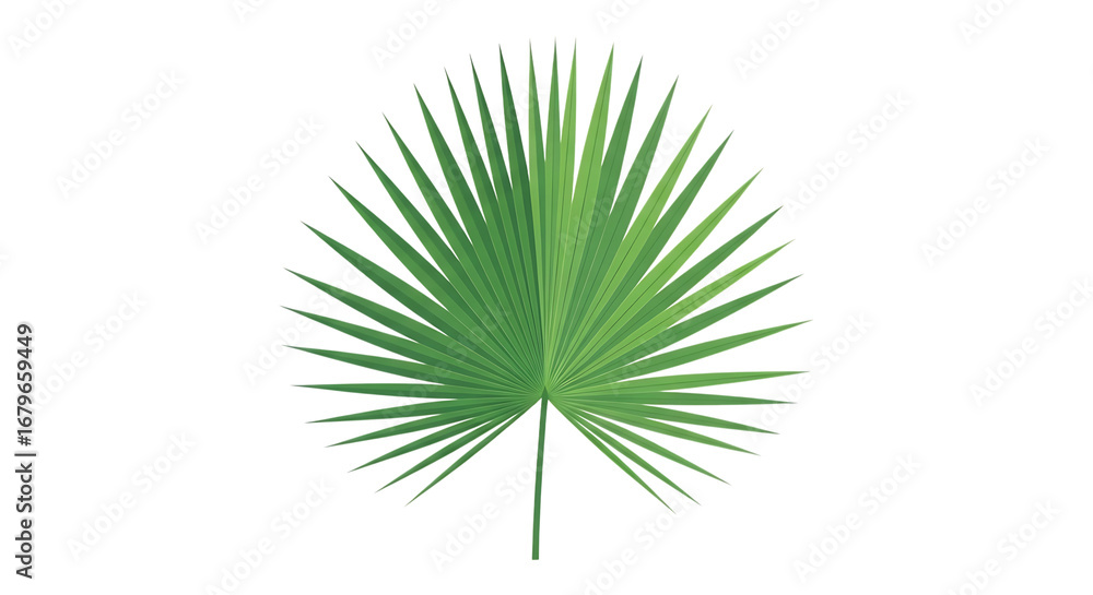 Fototapeta premium Green Palm Leaf Illustration on Transparent Background