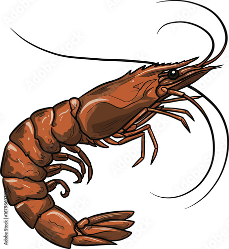 Illustration of a shrimp isolated on white background