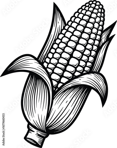 Corn cob illustration