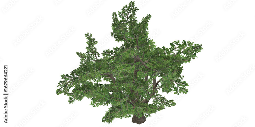 Obraz premium 3D Render Oak Tree isolated on a Transparent Background
