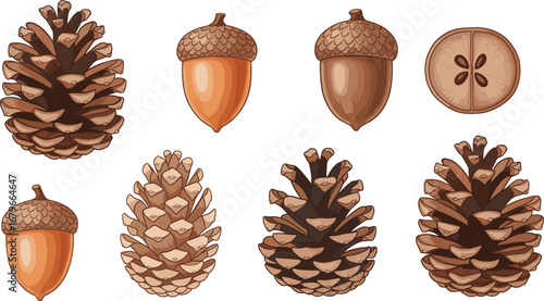 Botanical pine cones and acorns illustration set with cross-sections, autumn forest seeds, nature elements for educational and decorative use