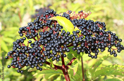 Berries ripe on the black grassy elder (Sambucus ebulus)
