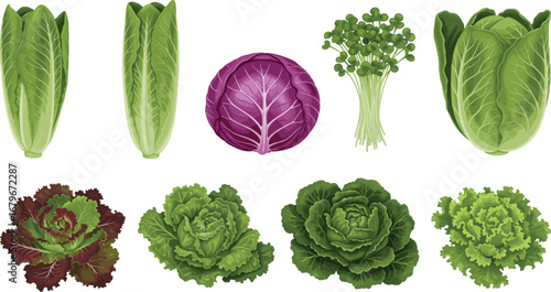 Fresh leafy vegetables assortment including lettuce, cabbage, microgreens, and greens in rows for healthy eating, nutrition, and culinary design