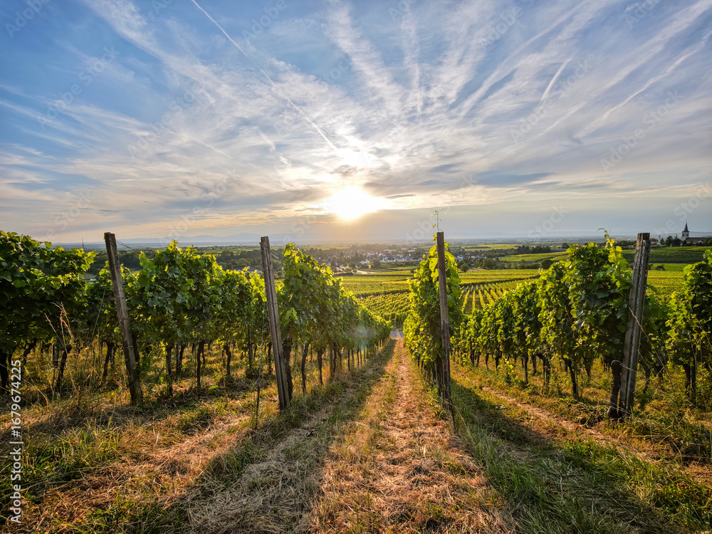 Fototapeta premium A lush green vineyard with a hill in the background in Germany Breisgau