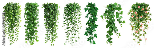 Lush cascading green foliage variety