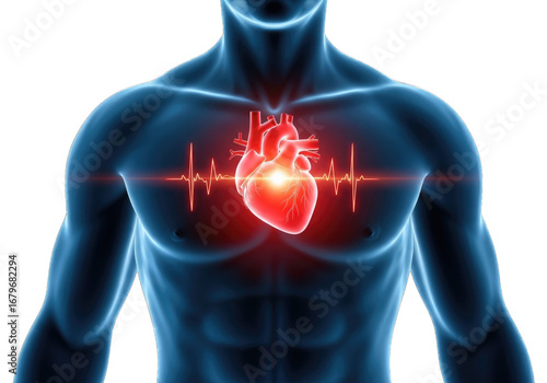 Human anatomy glowing red heart with pulse waveform displayed in chest transparent background