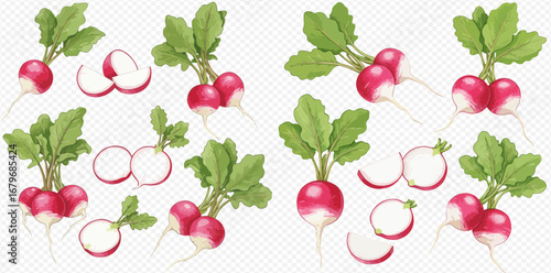 A beautiful collection of fresh red radishes, illustrated whole, in bunches, and sliced with vibrant green leaves.