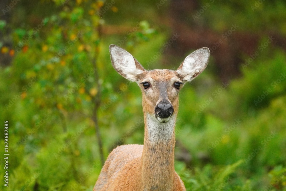 Fototapeta premium Female deer portrait in Finnish forest during summer rain