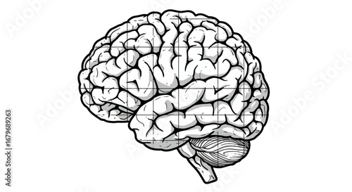 Intricate hand-drawn brain diagram in monochrome line art style