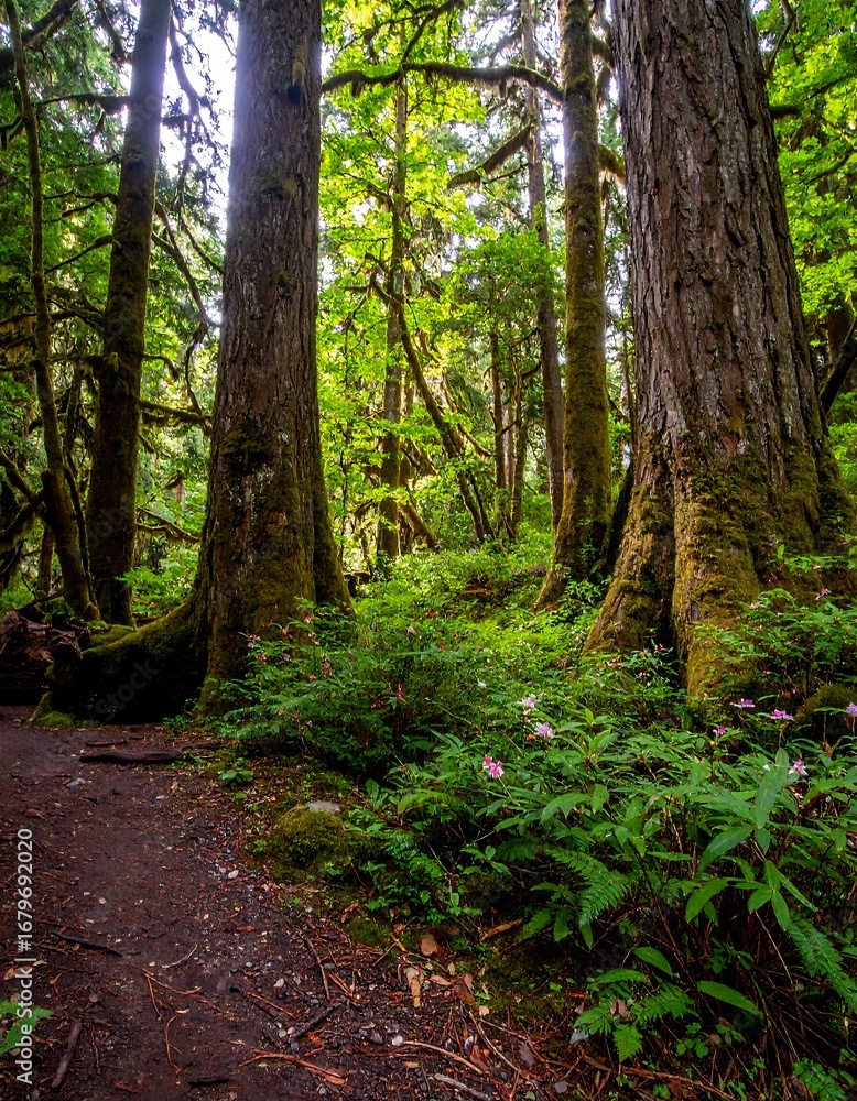 Obraz premium Lush forest floor bathed in sunlight