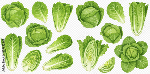A collection of realistic illustrations featuring green cabbage and romaine lettuce, shown whole, cut in half, and as single leaves on a transparent background.