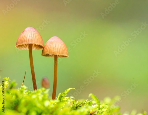Two small mushrooms in moss