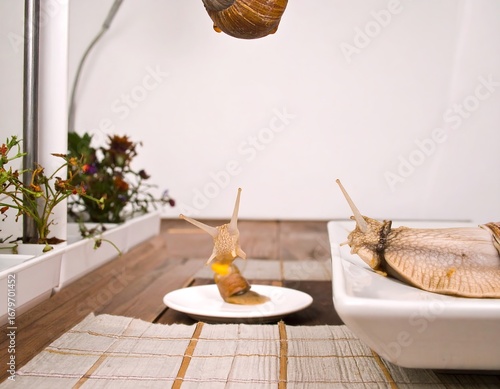 Two snails on a table, one eating